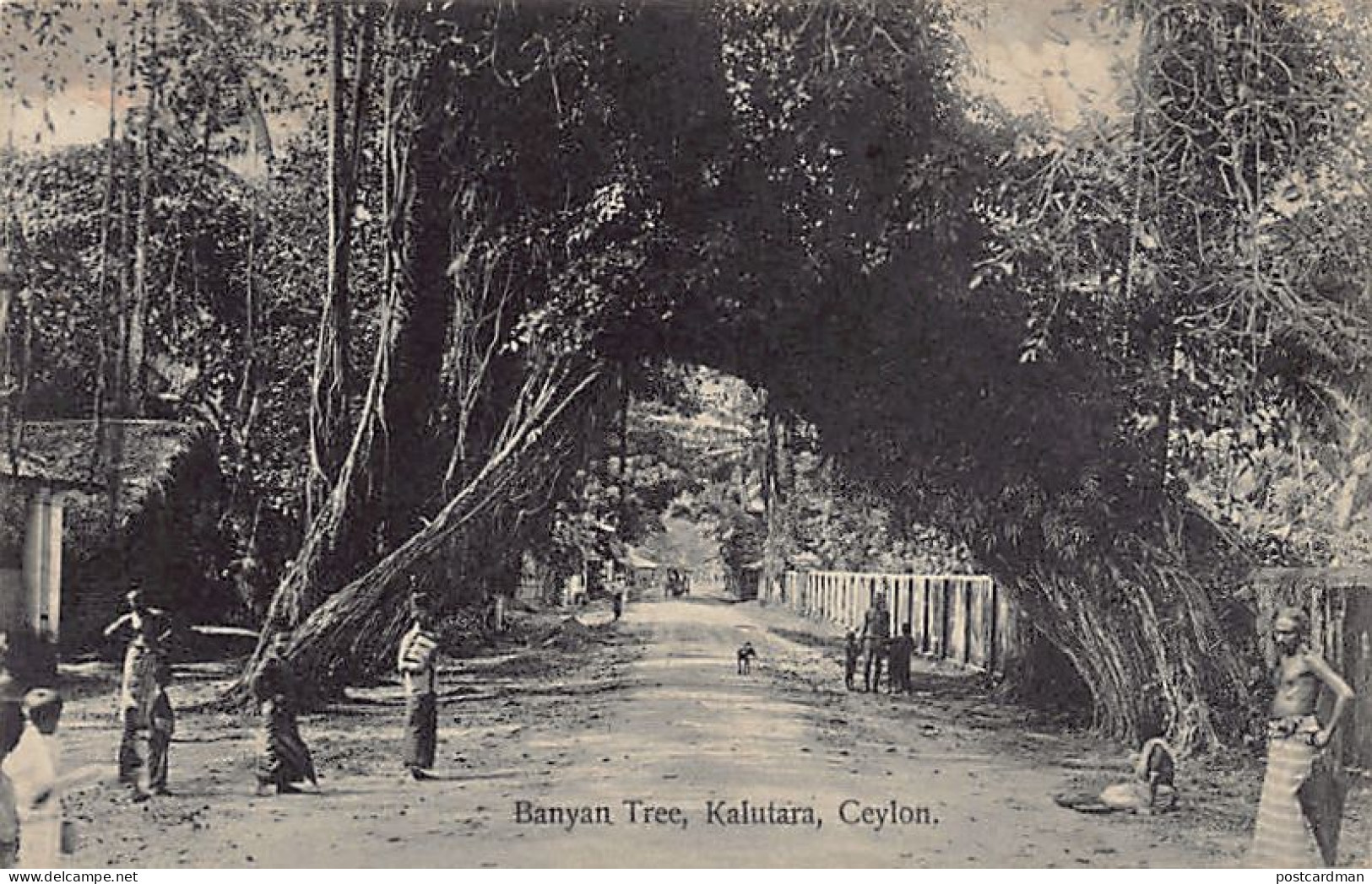 Sri Lanka - KALUTARA - Banyan Tree - Publ. Plâté Ltd. 51 - Sri Lanka (Ceylon)