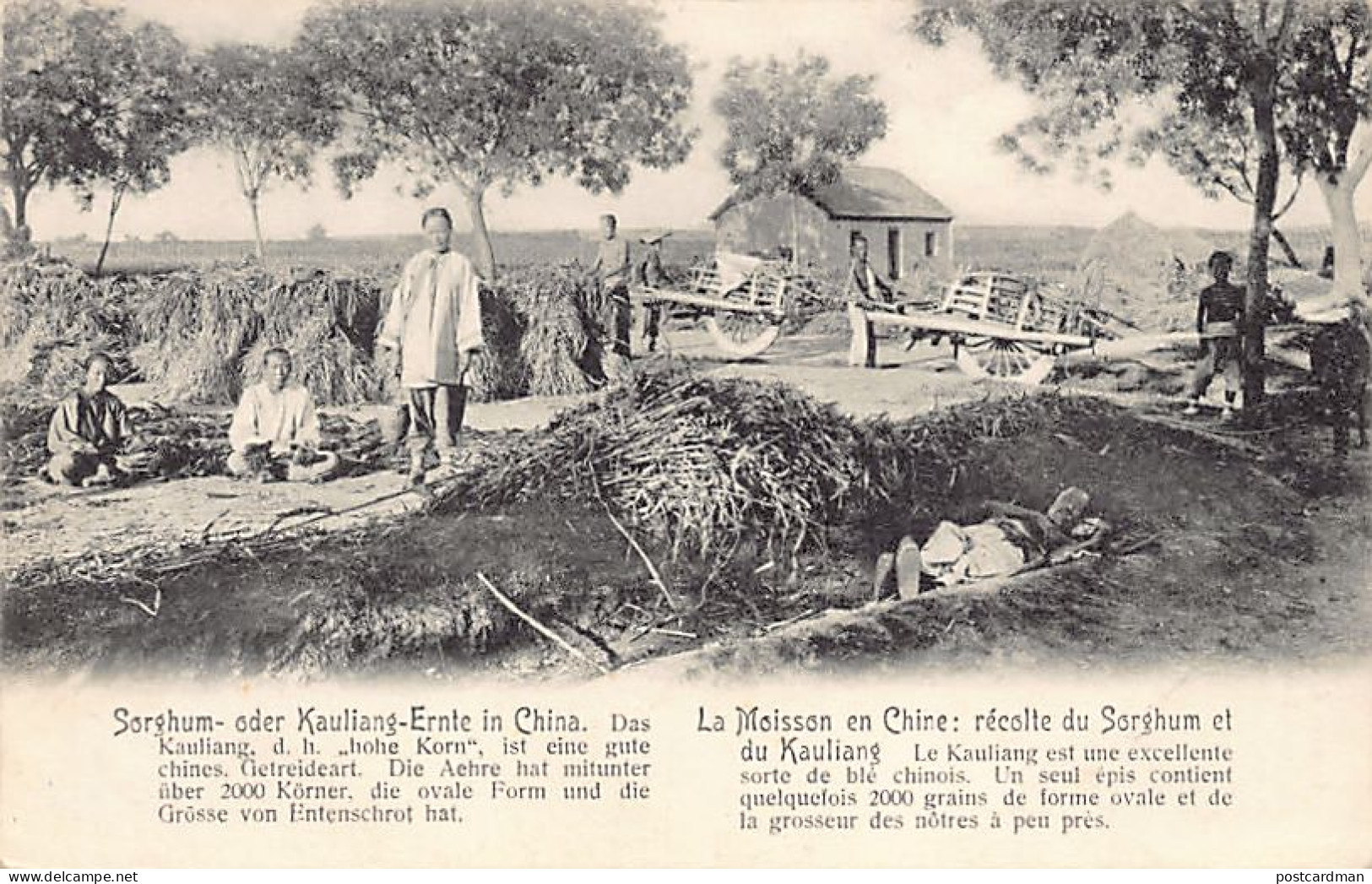 China - Catholic Mission Of Eastern Shandong - Harvesting Sorghum And Kaoliang - Publ. F. Conrard  - Chine