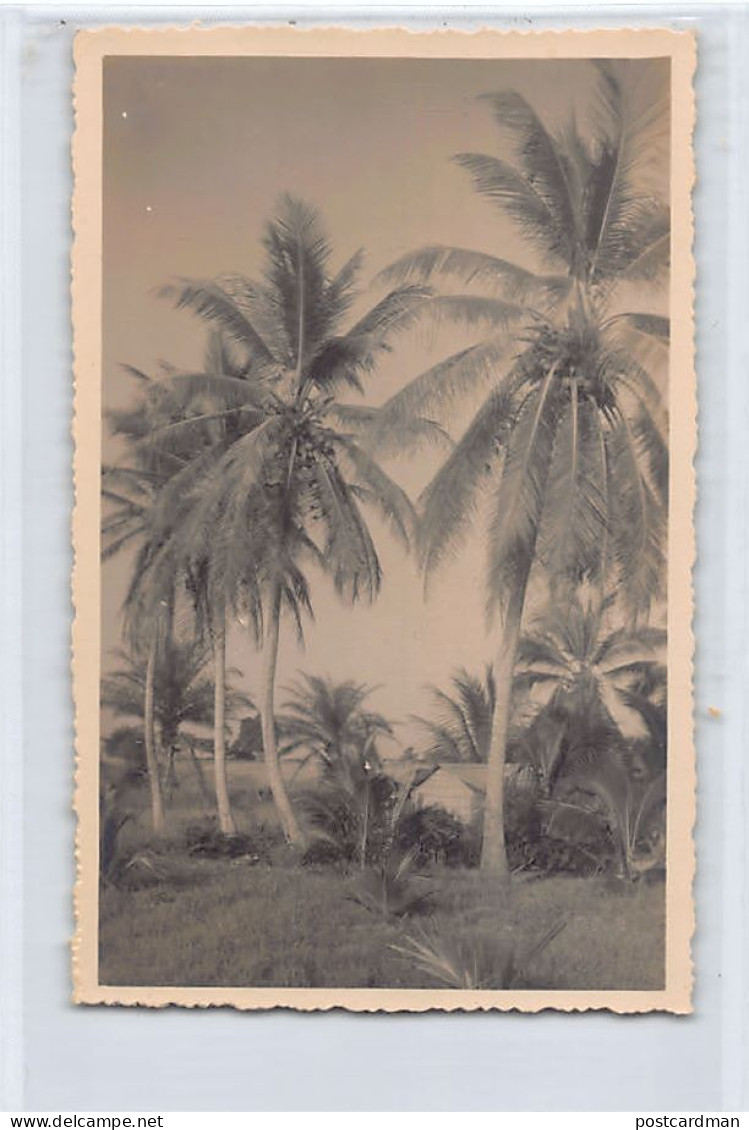 Congo Brazzaville - POINTE NOIRE - Groupe De Cocotiers - CARTE PHOTO - Ed. Pauleau  - Pointe-Noire