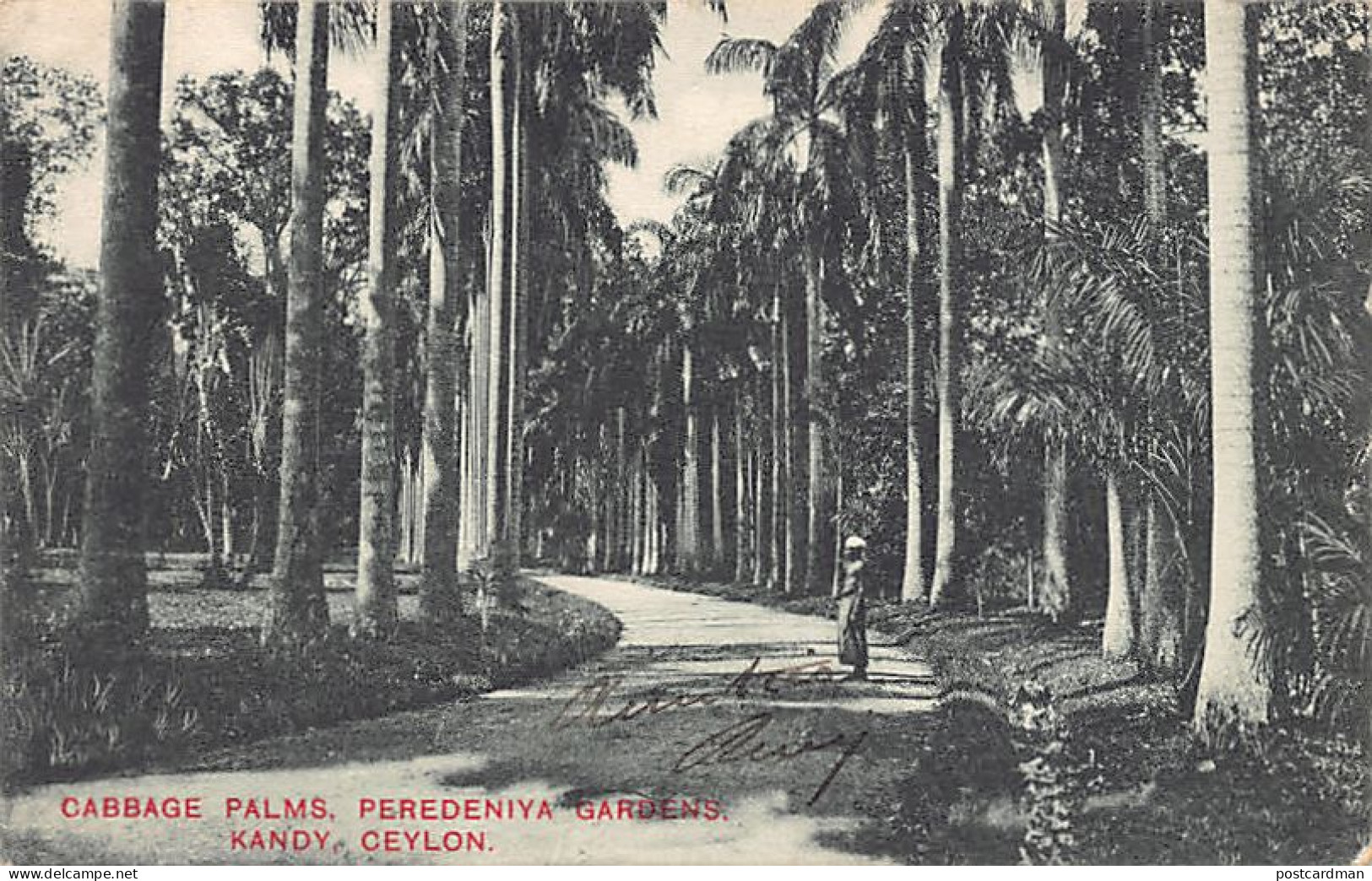 Sri Lanka - KANDY - Cabbage Palms, Peredeniya Gardens - Publ. Plâté & Co.  - Sri Lanka (Ceylon)