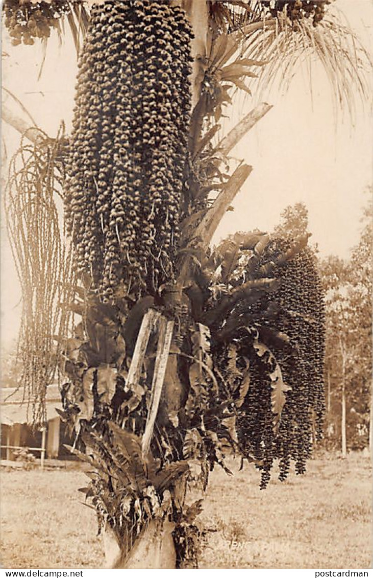 Malaysia - Arenga Pinnata Palm - REAL PHOTO - Publ. Unknown  - Malasia