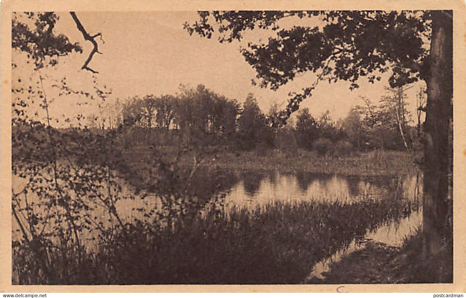 Poland - Im Łężczok (Lenczok) - Forstgebiet Bei Racibórz (Ratibor)  - Pologne