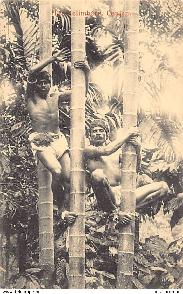 Sri Lanka - Tree Climbers - Publ. Plâté & Co. 86 - Sri Lanka (Ceylon)