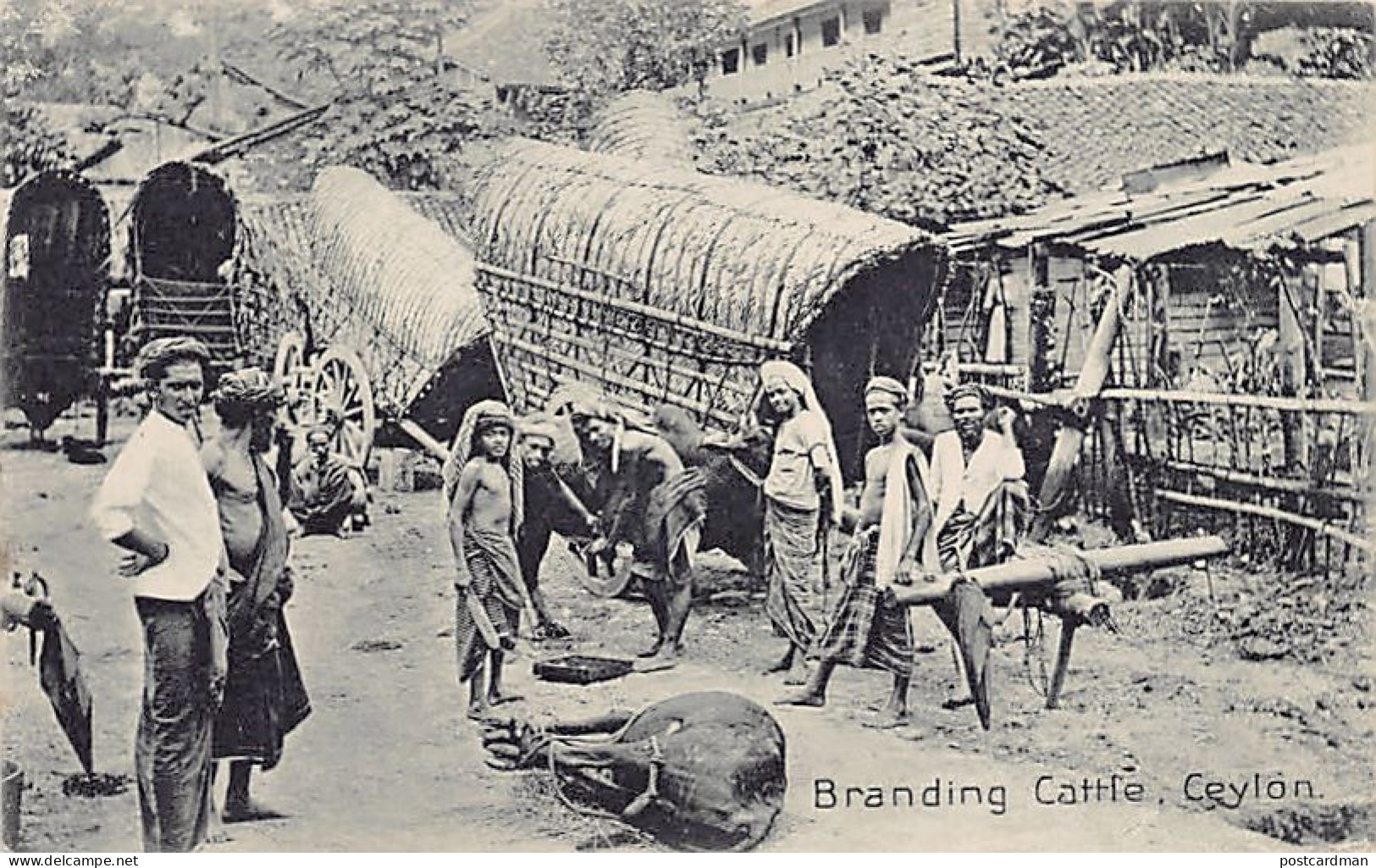 Sri Lanka - Branding Cattle - Publ. The Colombo Apothecaries Co.  - Sri Lanka (Ceylon)
