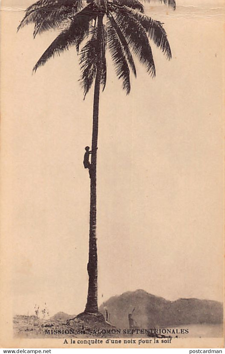 Papua New Guinea - Picking Coconuts - Publ. Mission Des Salomon Septentrionales  - Papouasie-Nouvelle-Guinée