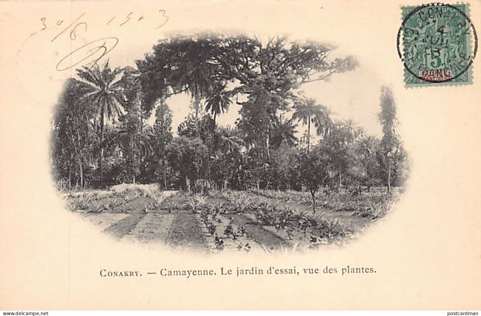 Guinée - CONAKRY - Camayenne - Le Jardin D'essai, Vue Des Plantes - Ed. Inconnu  - Guinea