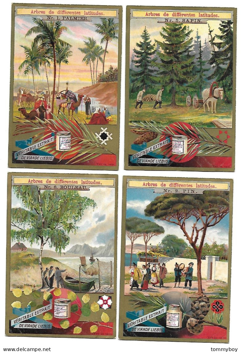 S 501, Liebig 6 Cards, Arbres De Différentes Latitudes (ref B10) - Liebig