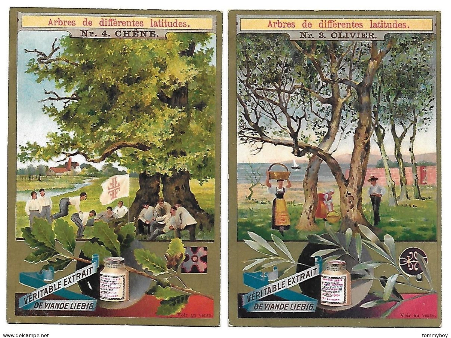 S 501, Liebig 6 Cards, Arbres De Différentes Latitudes (ref B10) - Liebig