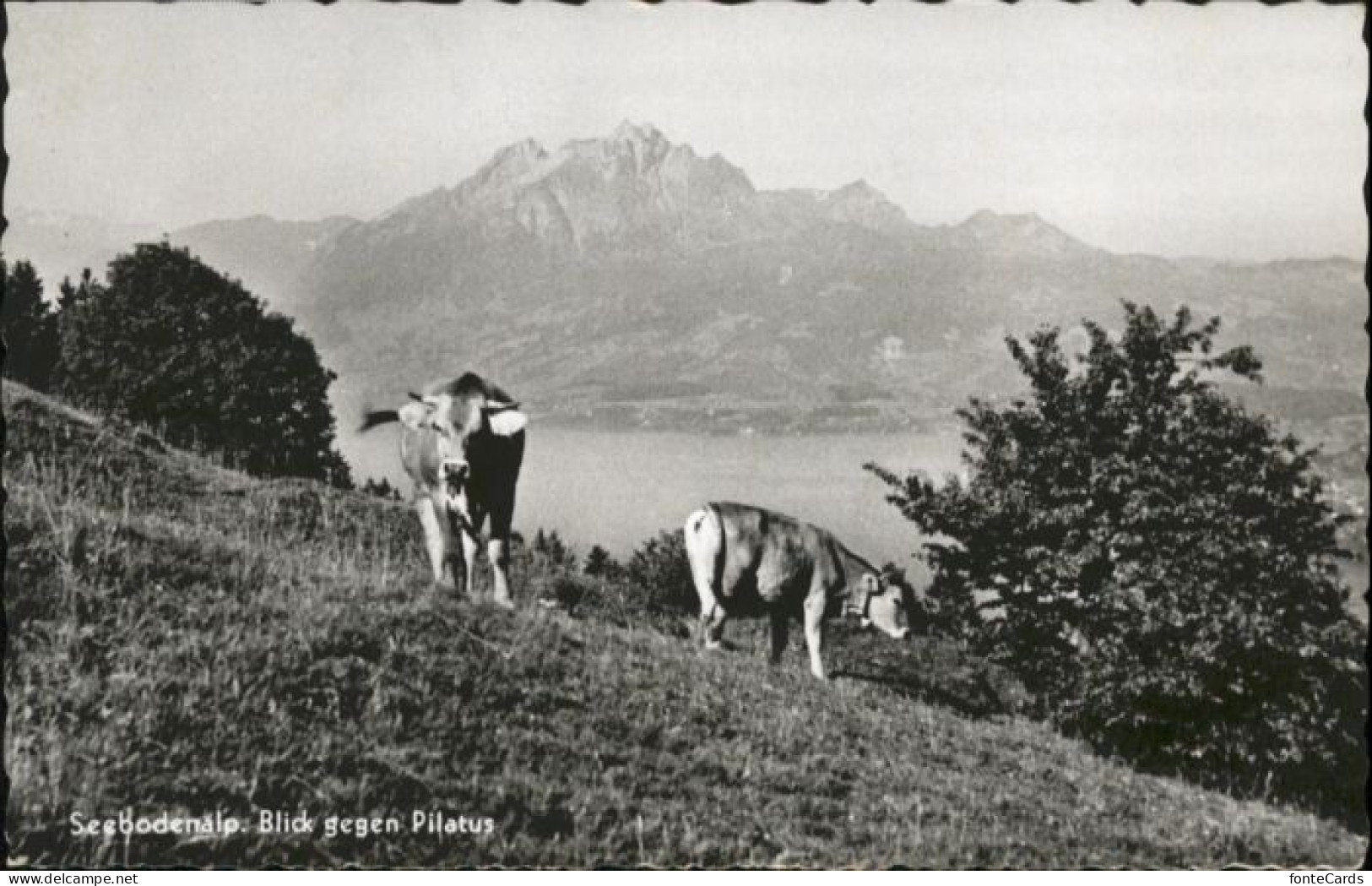 10815771 Pilatus Pilatus Seebodenalp Kuehe X Pilatus - Autres & Non Classés