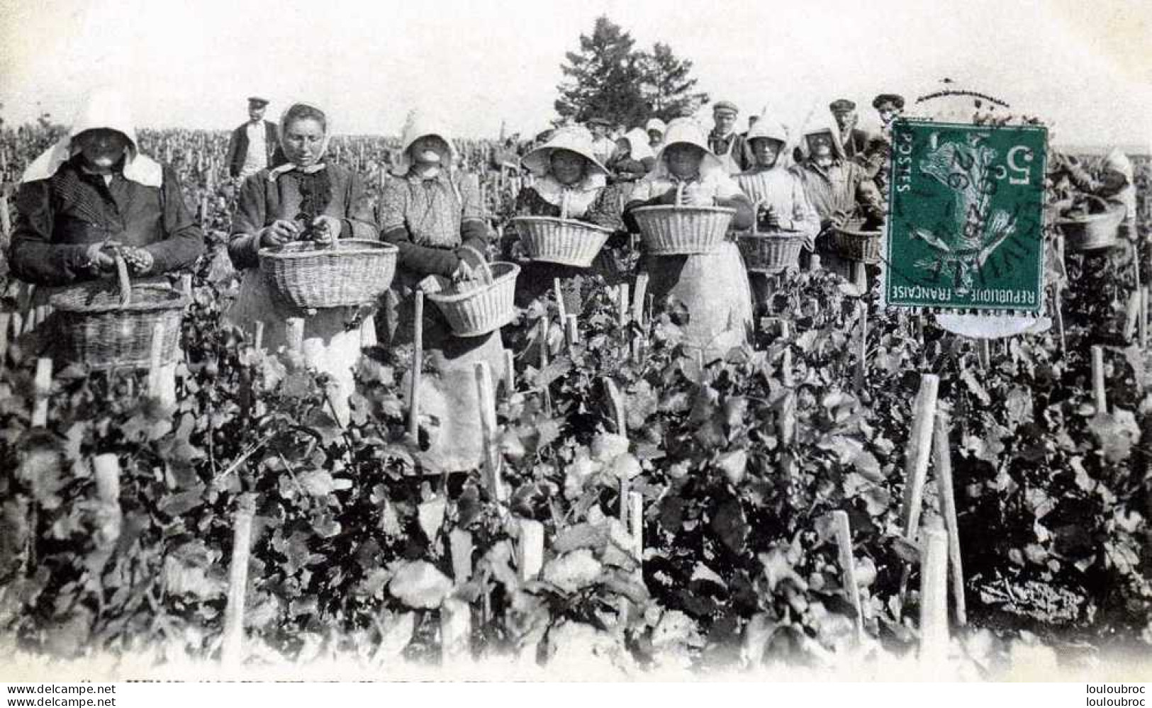 51 CHAMPAGNE VENDANGES ET TRAVAIL DU VIN  UN HORDON - Vignes