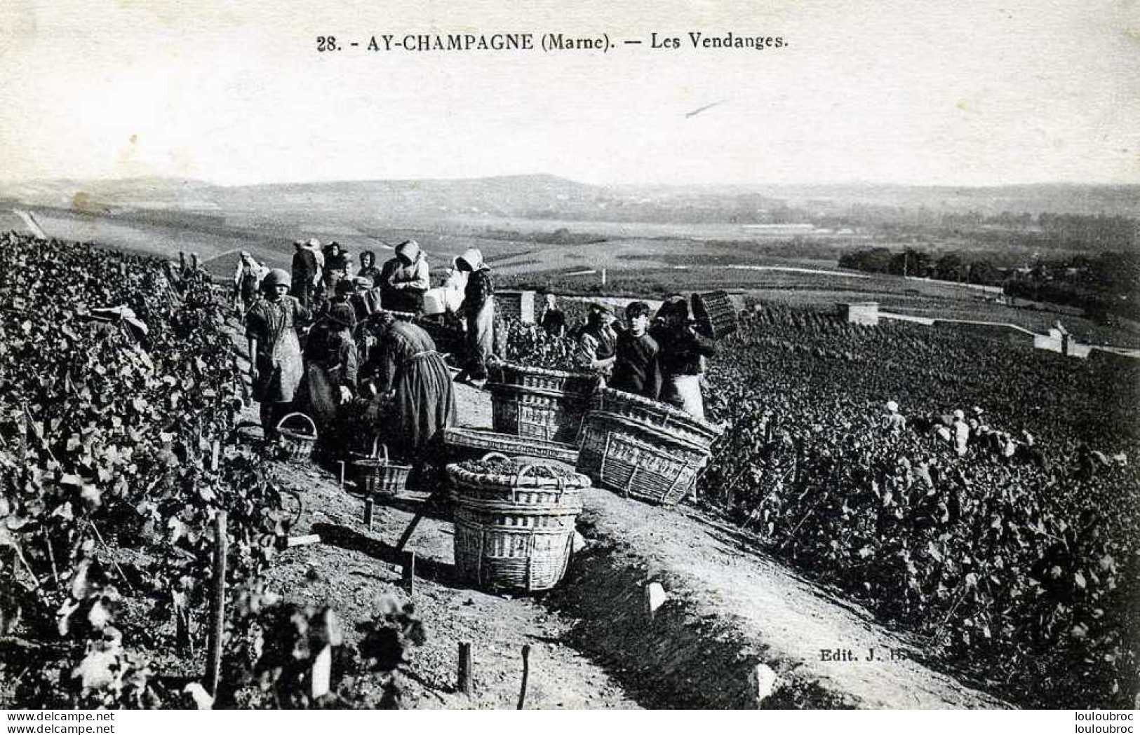 51  CHAMPAGNE AY LES VENDANGES - Vignes