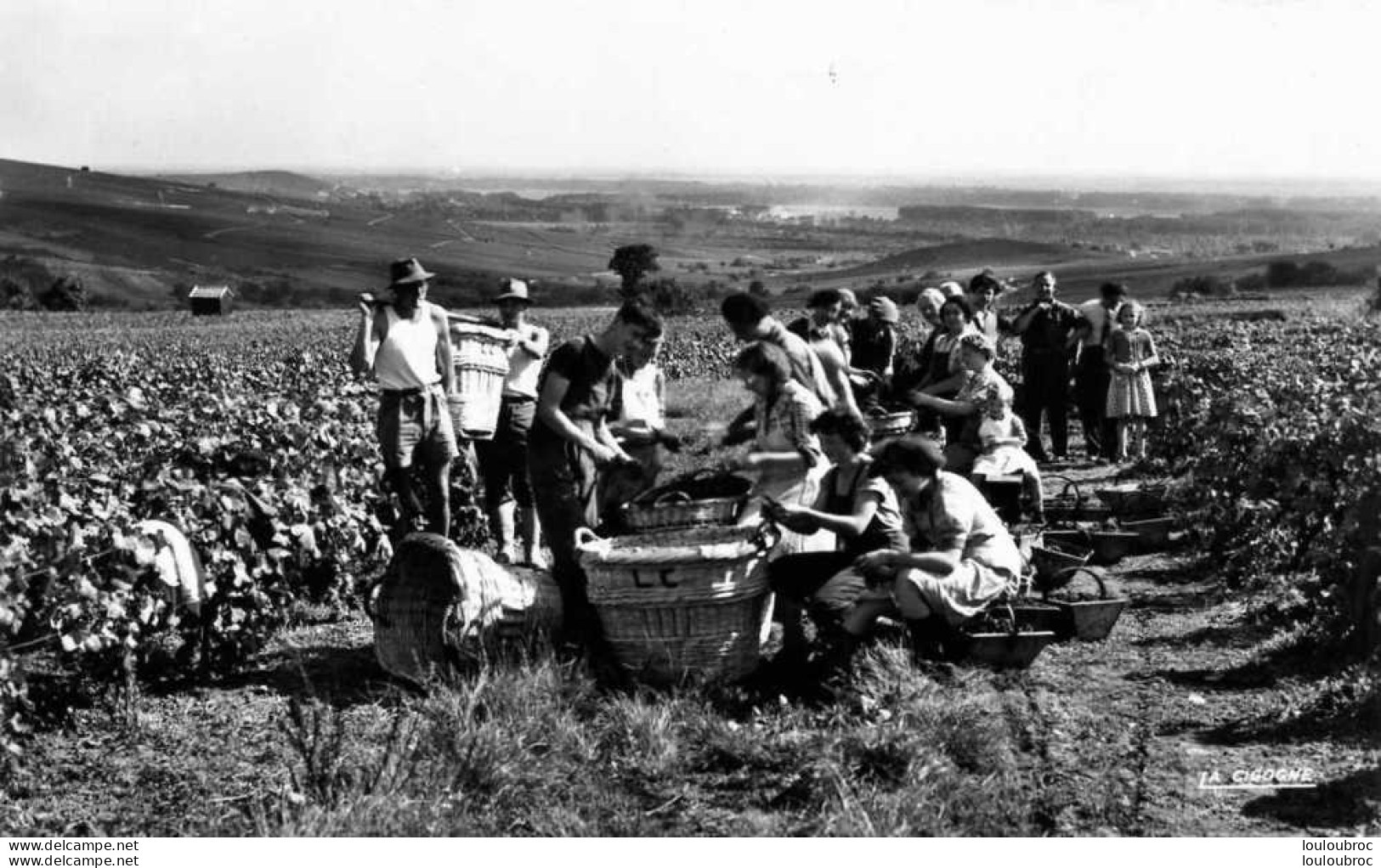 51  CHAMPAGNE AY SCENE DE VENDANGES - Wijnbouw