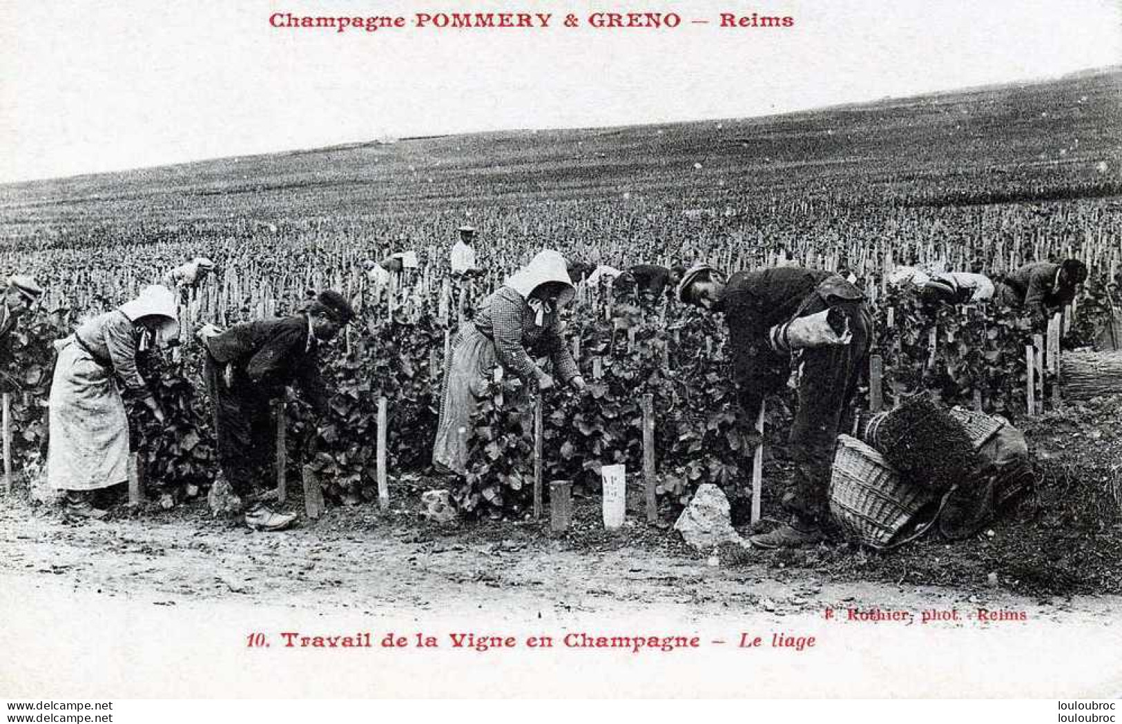 51 CHAMPAGNE POMMERY ET GRENO REIMS  LE LIAGE TRAVAIL DE LA VIGNE  EDIT ROTHIER - Weinberge