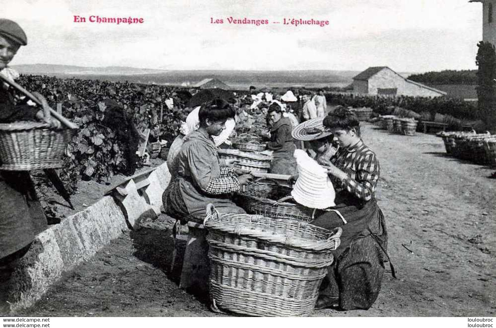 51  CHAMPAGNE LES VENDANGES L'EPLUCHAGE - Weinberge