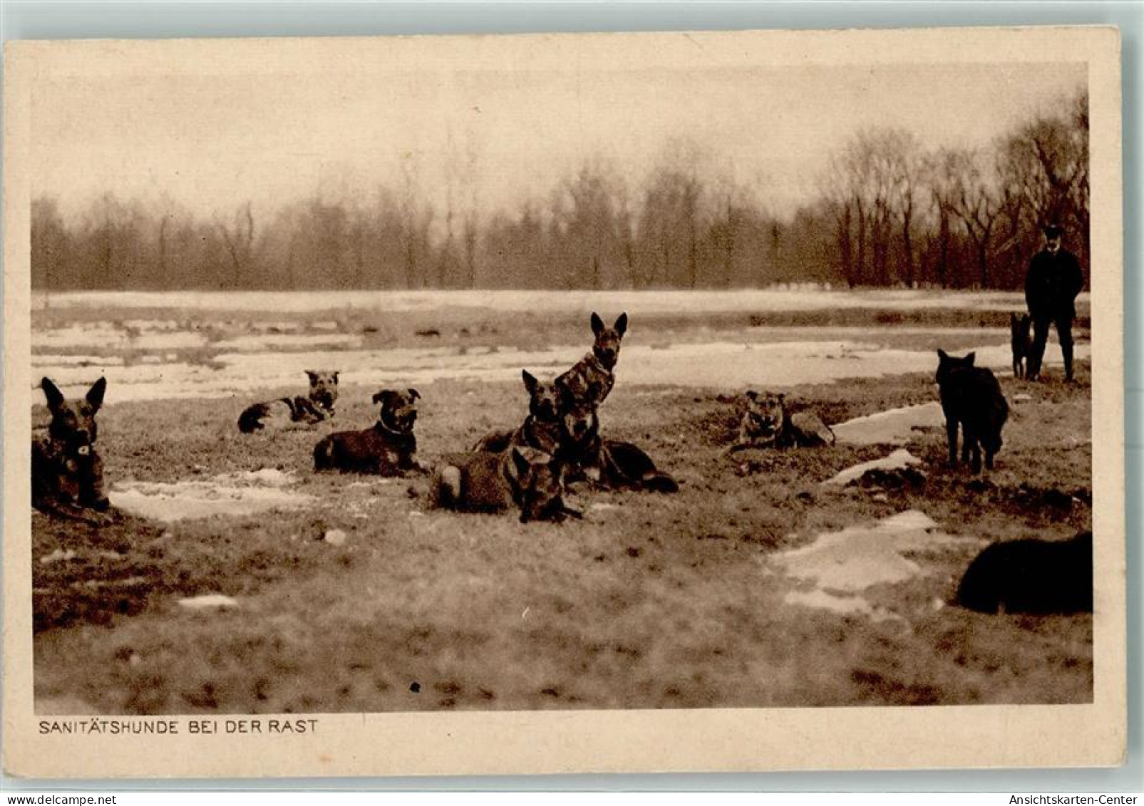 10415811 - Bei Der Rast  Wohlfahrtskarte AK - Dogs