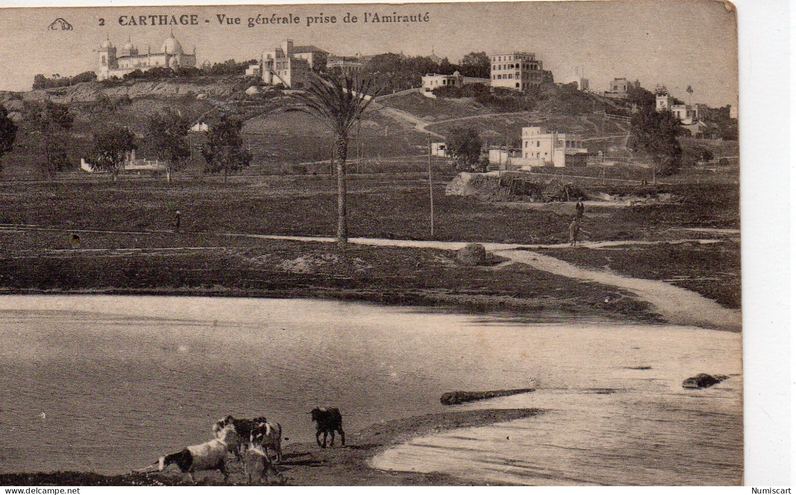 Carthage Belle Vue De La Ville Prise De L'Amirauté Vaches - Tunisie