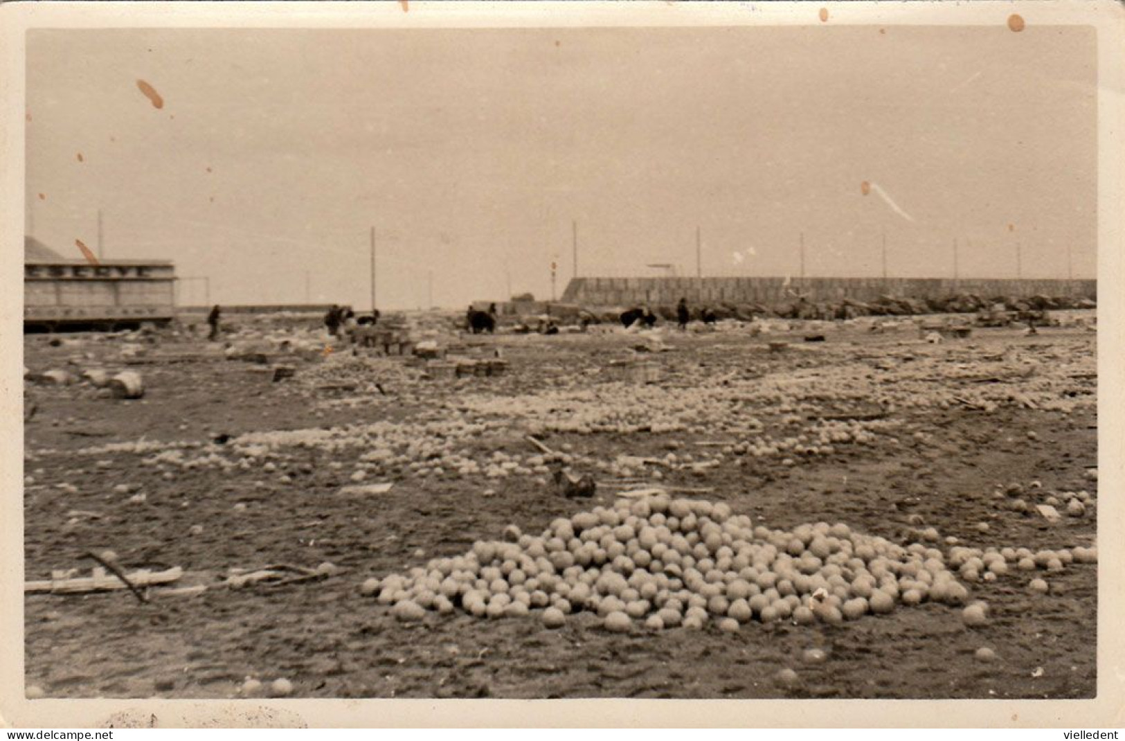 LA NOUVELLE (Aude)- Photo Après Le Naufrage D'un Voilier Chargé D'agrumes - Février 1948 - Port La Nouvelle