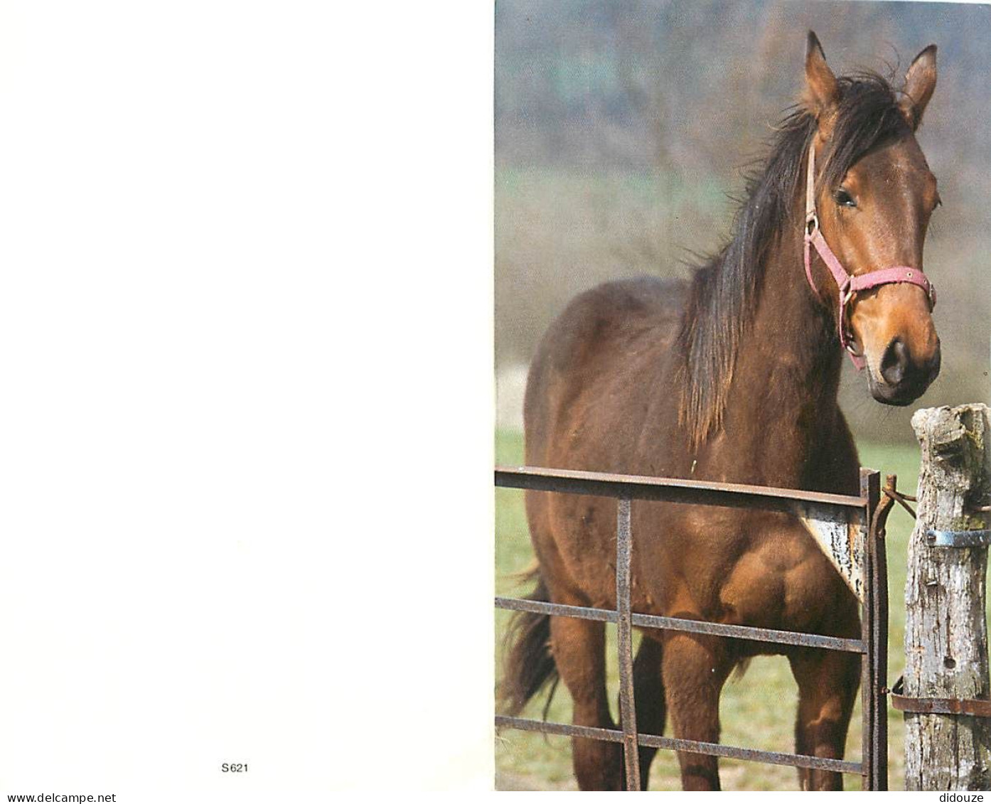 Format Spécial - 162 X 103 Mms Repliée - Animaux - Chevaux - Portrait - Carte Neuve - Frais Spécifique En Raison Du Form - Horses