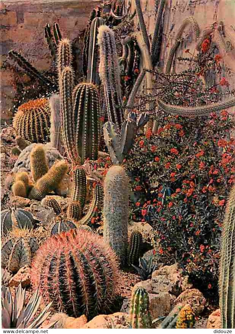 83 - Sanary Sur Mer - Le Jardin Exotique - Cactus - Fleurs - CPM - Voir Scans Recto-Verso - Sanary-sur-Mer