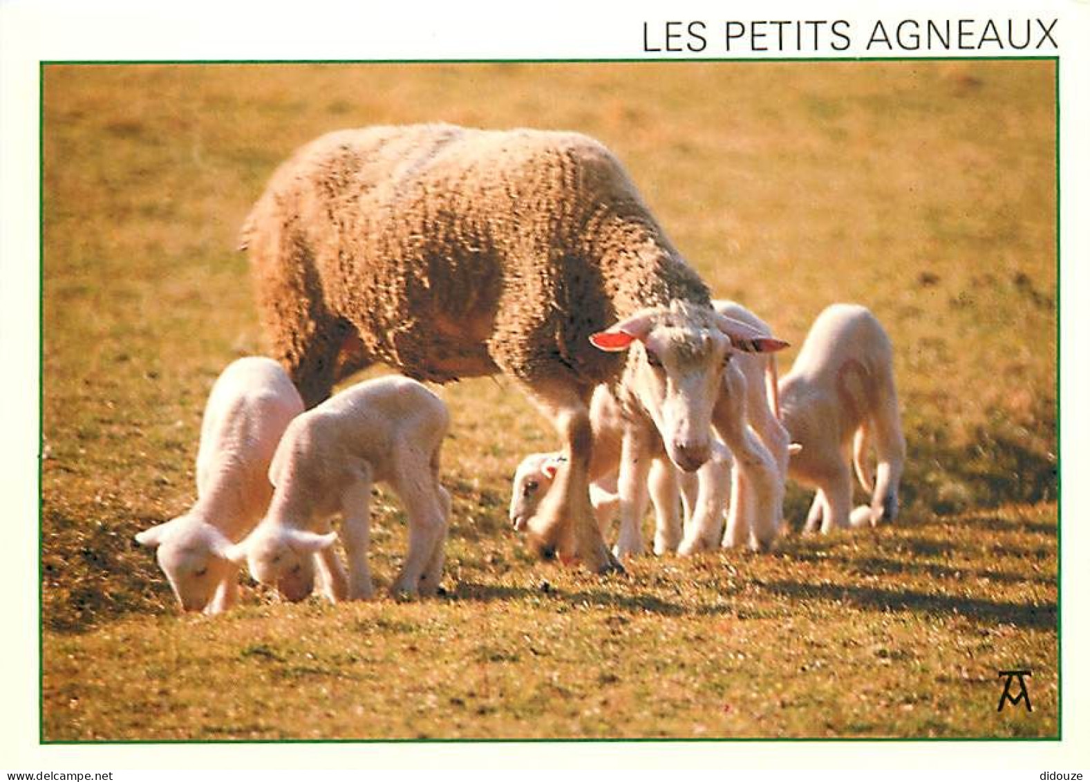 Animaux - Moutons - Pyrénées - Agneaux - CPM - Carte Neuve - Voir Scans Recto-Verso - Other & Unclassified