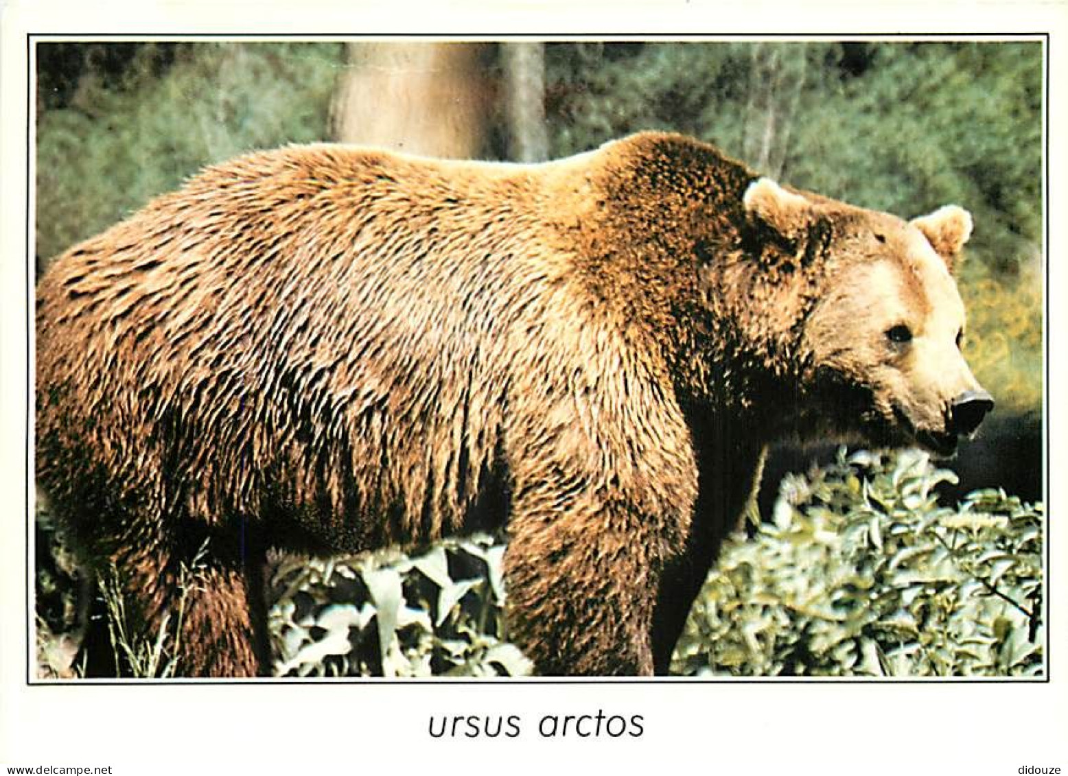 Animaux - Ours - Ours Brun - Bear - CPM - Carte Neuve - Voir Scans Recto-Verso - Bären