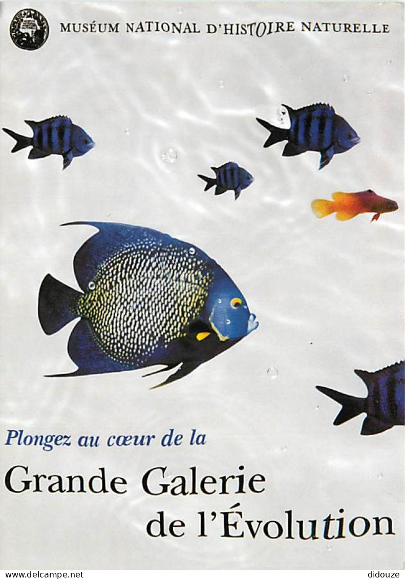 Animaux - Poissons - Muséum National D'Histoire Naturelle De Paris - Grande Galerie De L'évolution - Dessin - Illustrati - Fish & Shellfish