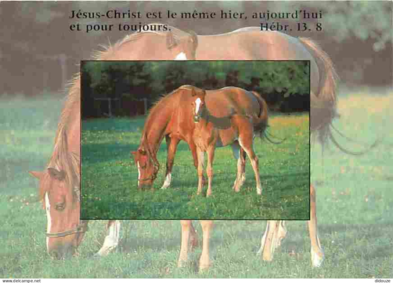 Animaux - Chevaux - Jument Et Son Poulain - Voir Scans Recto Verso  - Pferde
