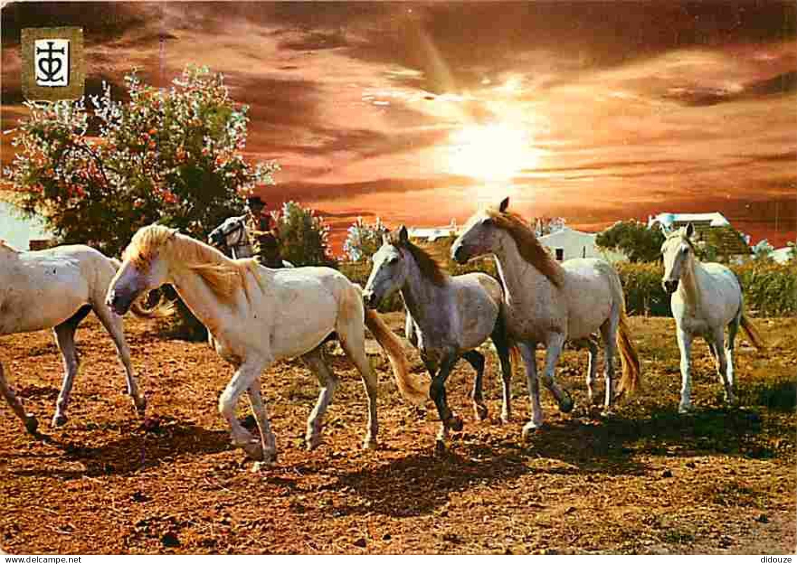 Animaux - Chevaux - Camargue - Chevaux En Liberté - Coucher De Soleil - CPM - Voir Scans Recto-Verso - Caballos