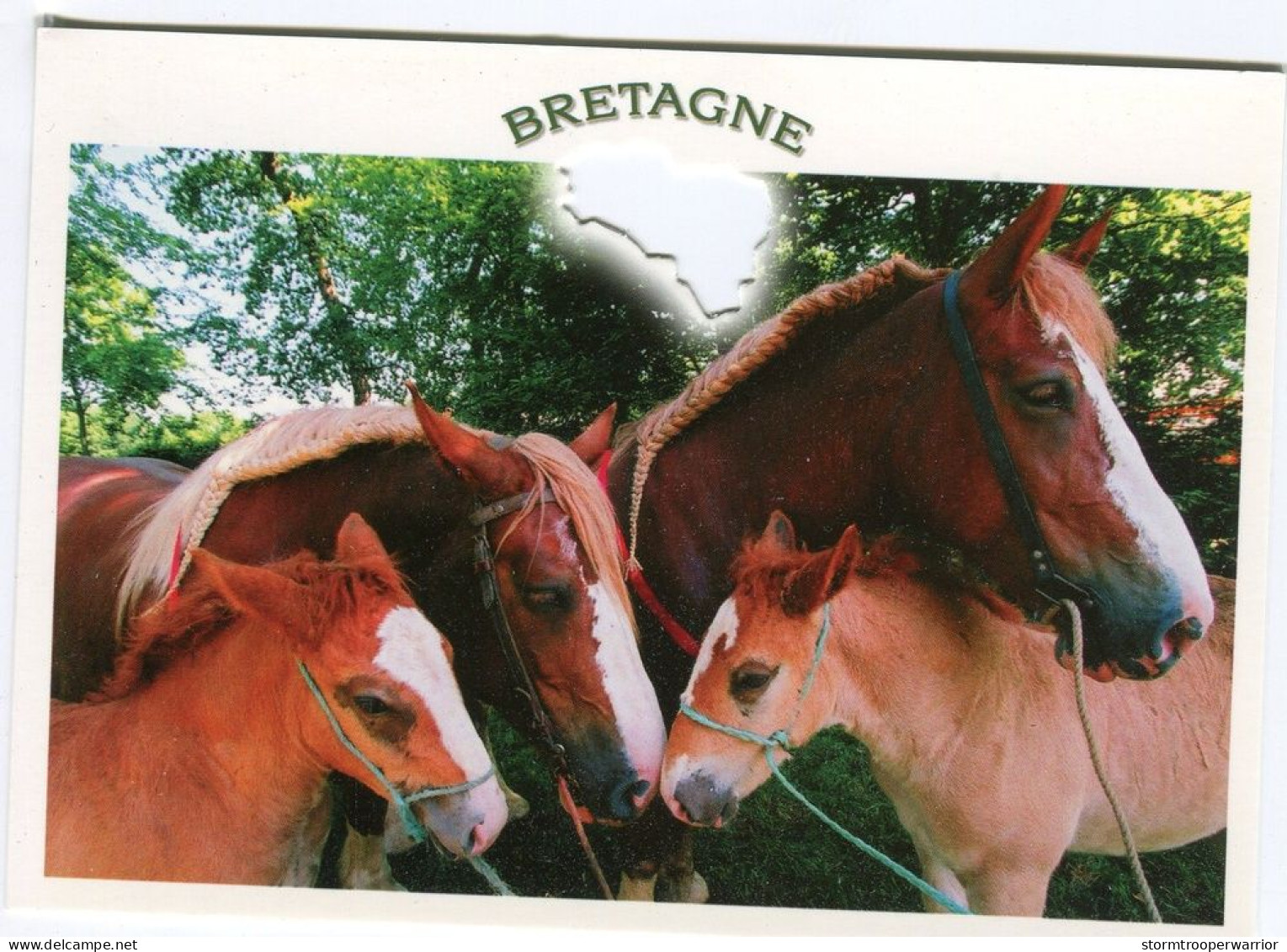 Chevaux Bretagne - Horses