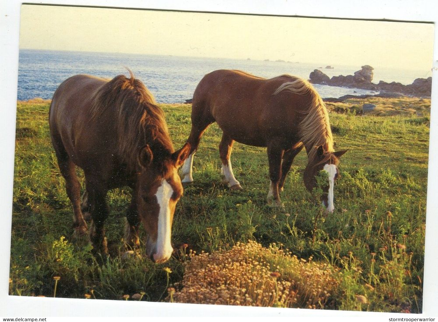 Chevaux Les Frères De La Côte - Bretagne - Pferde