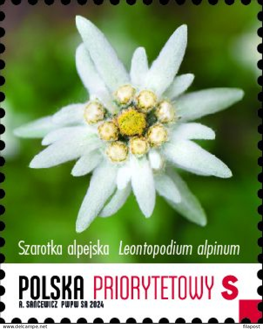 Poland 2024 / Leontopodium Nivale, Flower, Edelweiss, Nature, Protected Plants, Priority S / MNH** Stamp - Unused Stamps