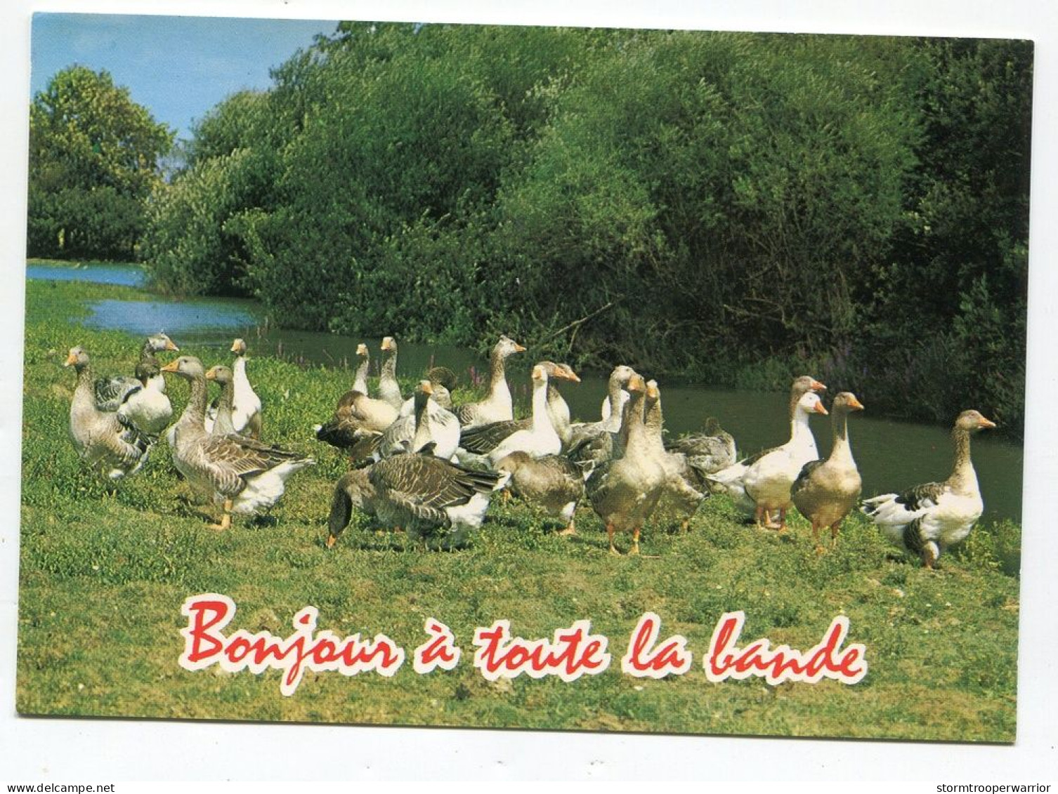 Oiseaux Oies - Bonjour à Toute La Bande - Animaux Humoristiques - Oiseaux