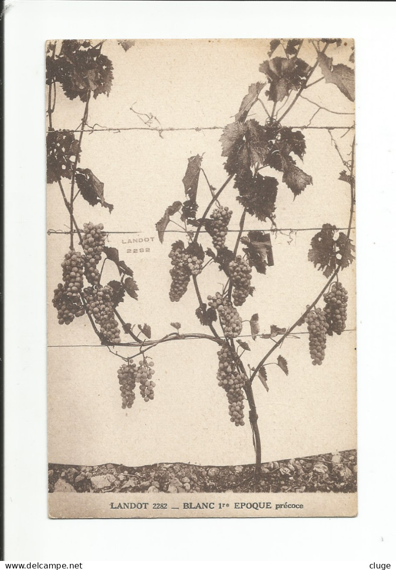 01 - CONZIEU - Pierre Landot  Viticulteur à Crapéou  ( Vue Recto Verso ) - Unclassified