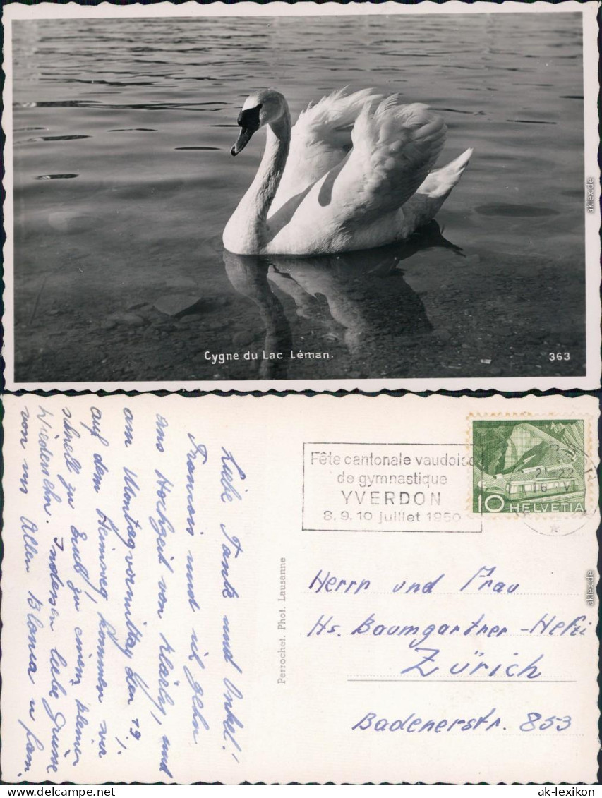 Ansichtskarte Genf Genève Cygnes Du Lac Léman/Schwan Auf Dem Genfersee 1950 - Other & Unclassified