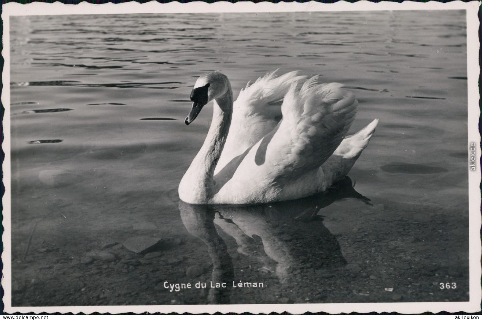 Ansichtskarte Genf Genève Cygnes Du Lac Léman/Schwan Auf Dem Genfersee 1950 - Other & Unclassified
