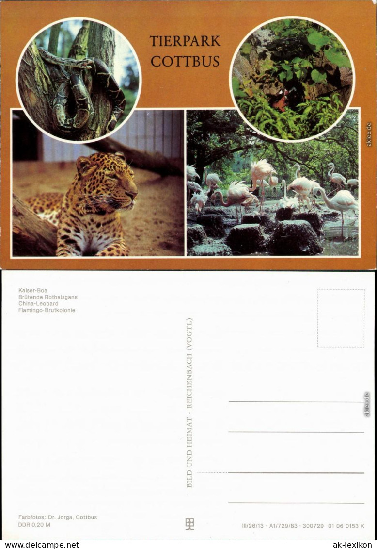 Cottbus  Kaiser-Boa,  Rothalsgans, China-Leopard, Flamingo-Brutkolonie 1983 - Cottbus