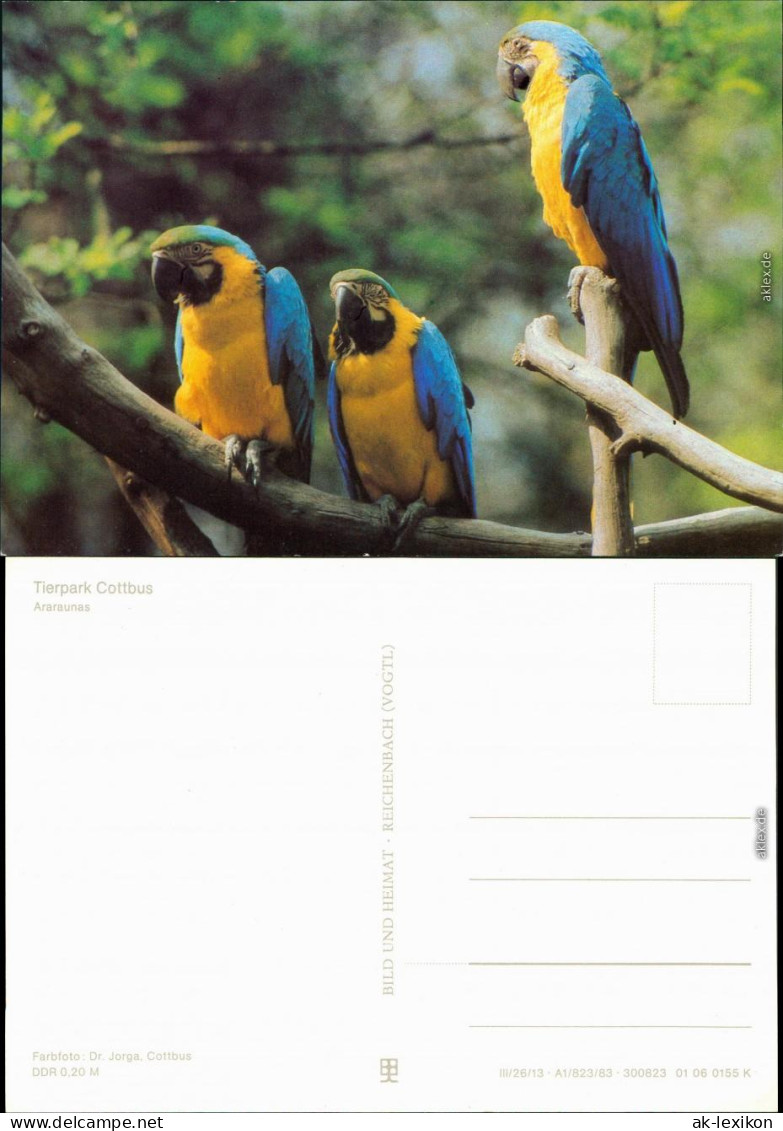 Ansichtskarte Cottbus Cho&#263;ebuz Tierpark - Araraunas 1983 - Cottbus