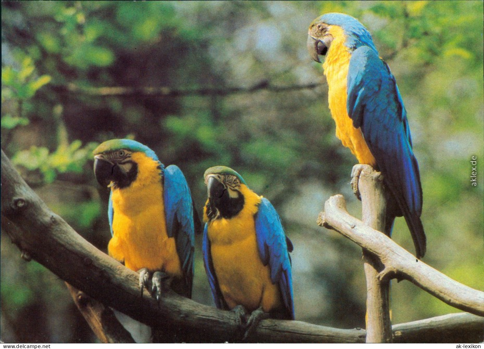 Ansichtskarte Cottbus Cho&#263;ebuz Tierpark - Araraunas 1983 - Cottbus