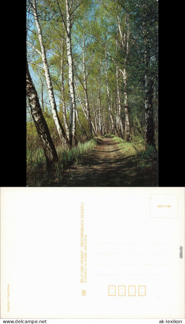 Ansichtskarte  Weg Gesäumt Von Birken, Stimmungsbild 1989 - Unclassified