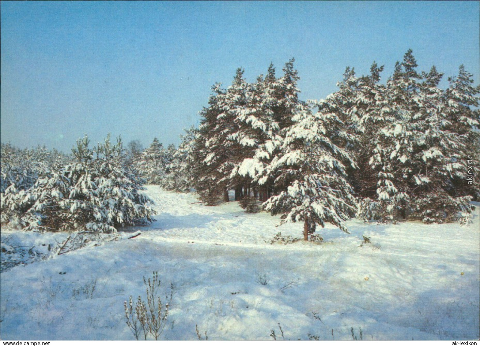 Ansichtskarte  Schneelandschaft Mit Nadelbäumen, Winterstimmung 1987 - Unclassified