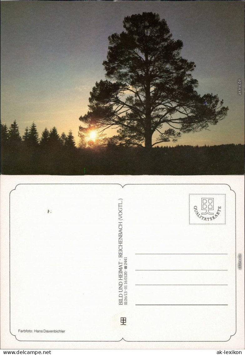 Wald - Sonnenuntergang - Stimmungsmotiv Bild Heimat Reichenbach  1995 - Da Identificare