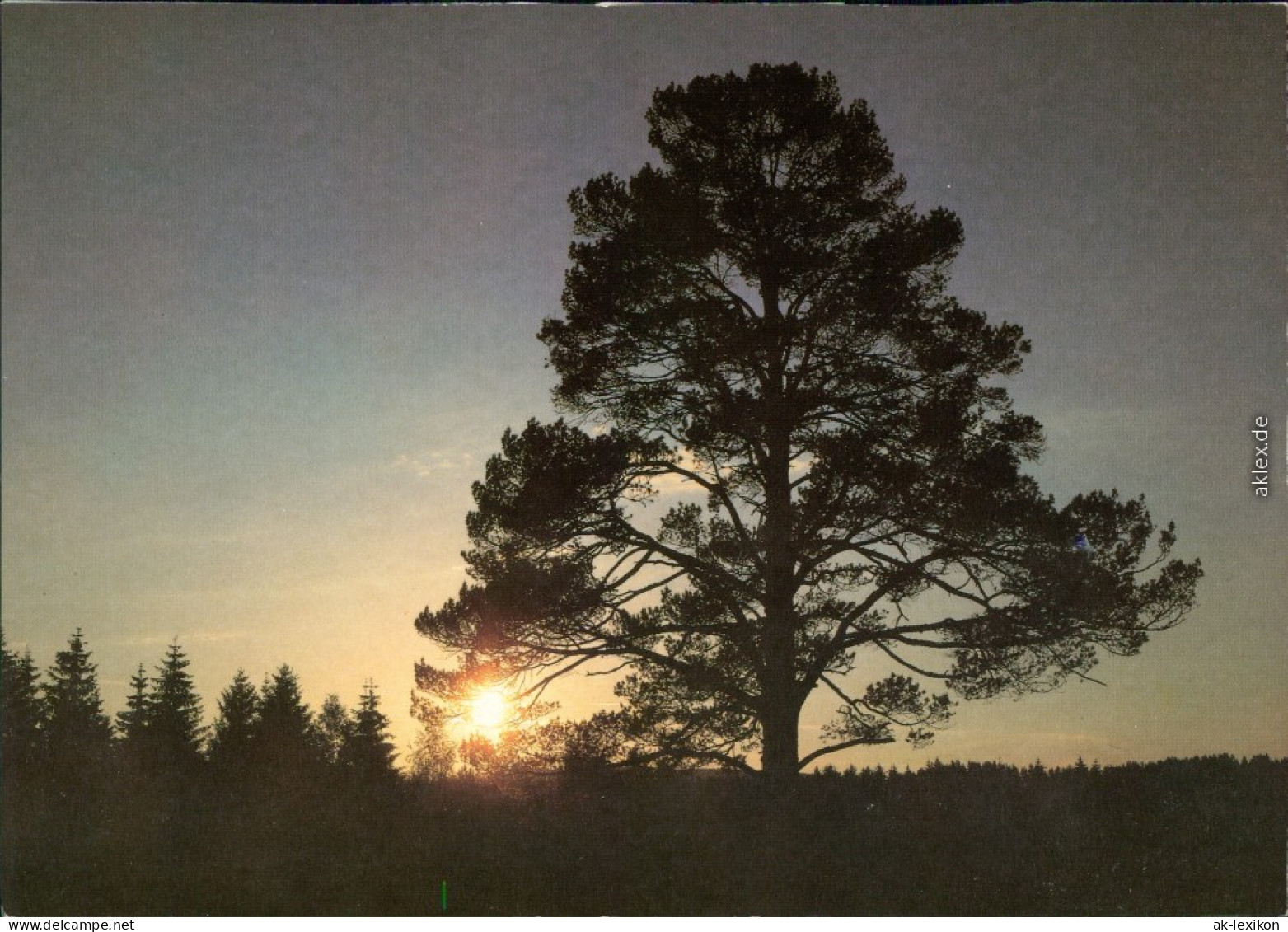 Wald - Sonnenuntergang - Stimmungsmotiv Bild Heimat Reichenbach  1995 - Da Identificare