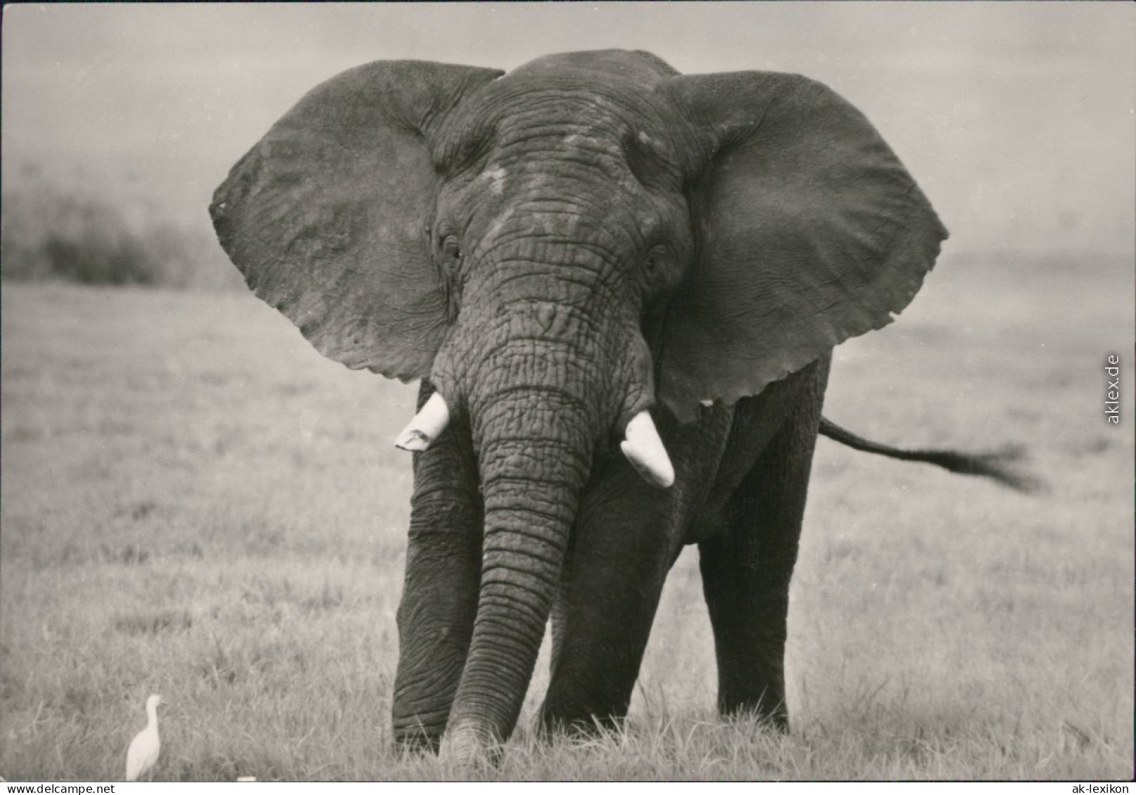 Ansichtskarte  Afrikansicher Steppenelefant 1981 - Elefanten