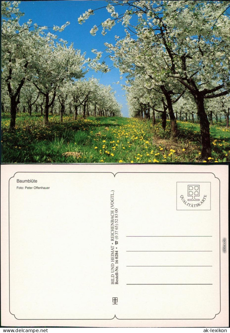 Ansichtskarte  Stimmungsbild: Frühling, Baumblüte 1995 - Altri & Non Classificati