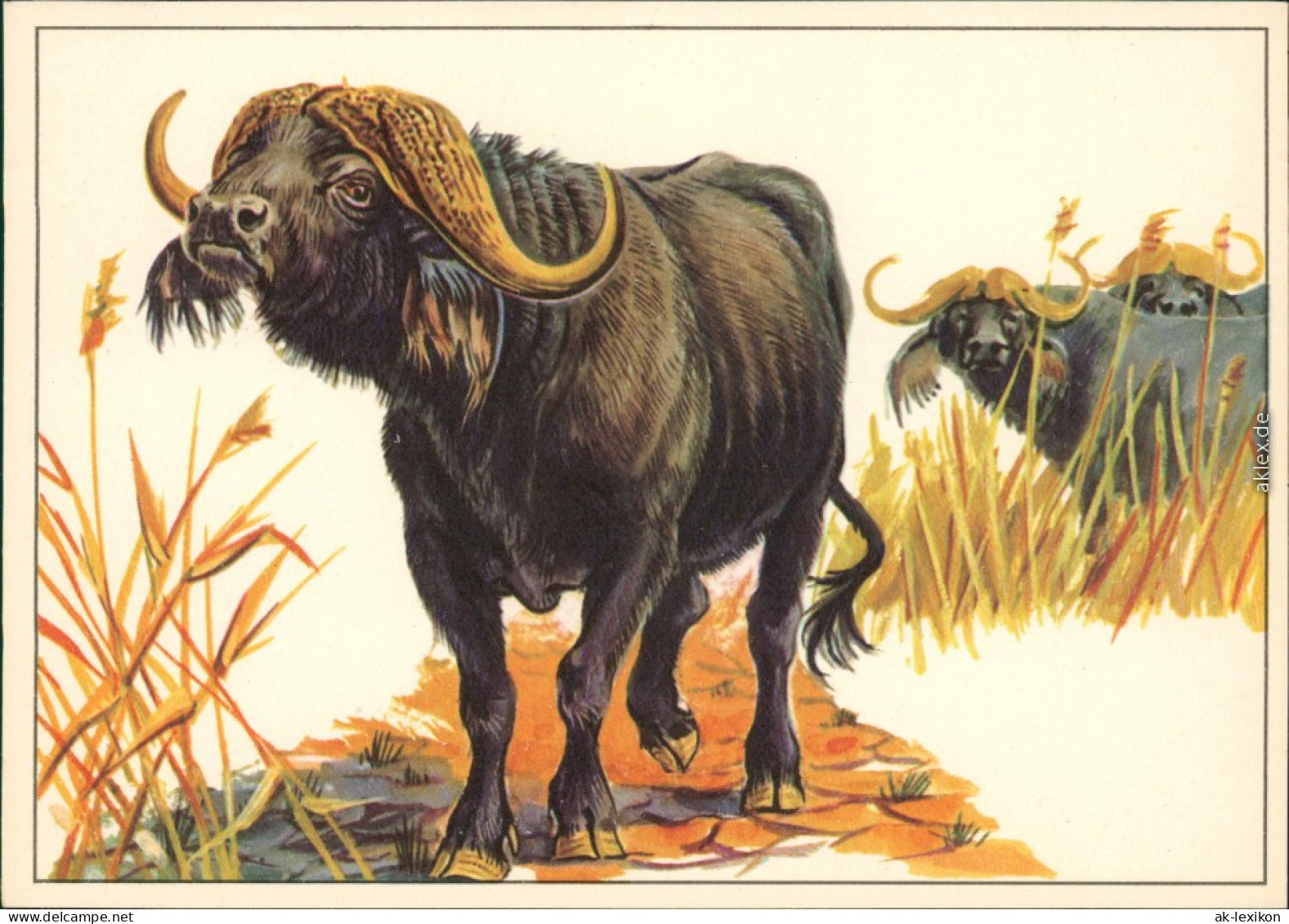 Ansichtskarte  Zeichnung: Kaffernbüffel 1975 - Zeitgenössisch (ab 1950)