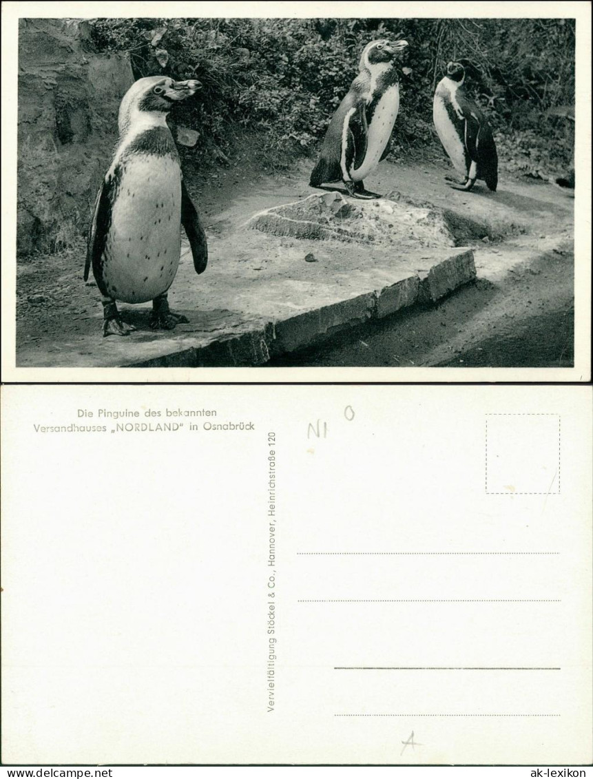 Ansichtskarte Osnabrück Pinguine Versandhaus Nordland 1934  - Osnabrueck