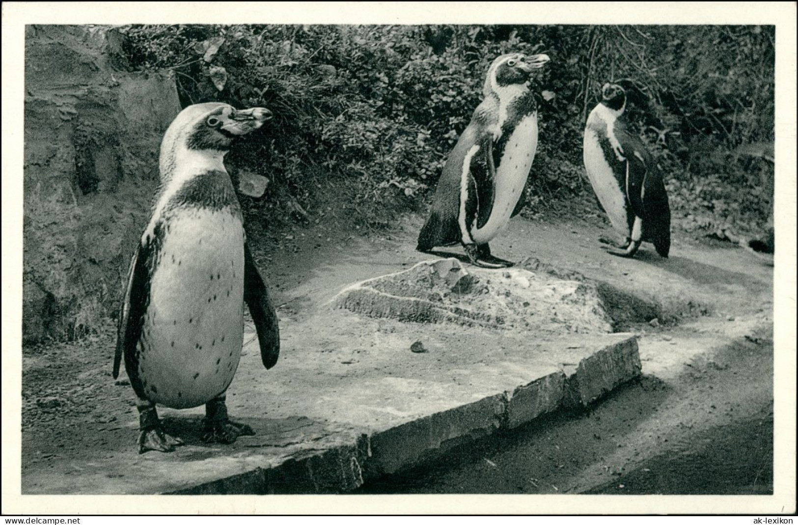 Ansichtskarte Osnabrück Pinguine Versandhaus Nordland 1934  - Osnabrueck