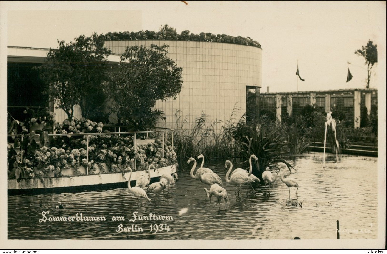 Charlottenburg-Berlin Sommerblumen Am Funkturm Ausstellung - Flamingos 1934 - Charlottenburg