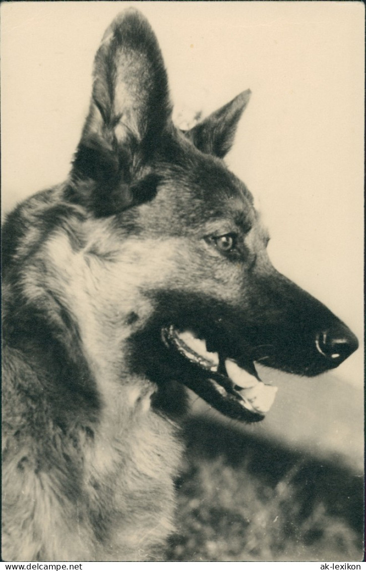 Foto  Tiere - Hunde Foto Schäferhund Dog Photo 1960 Privatfoto - Chiens