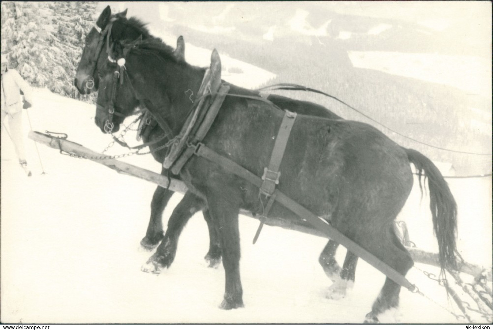 Foto  Tiere - Pferde Gespann Pferd Foto Horse Photo 1960 Privatfoto - Horses